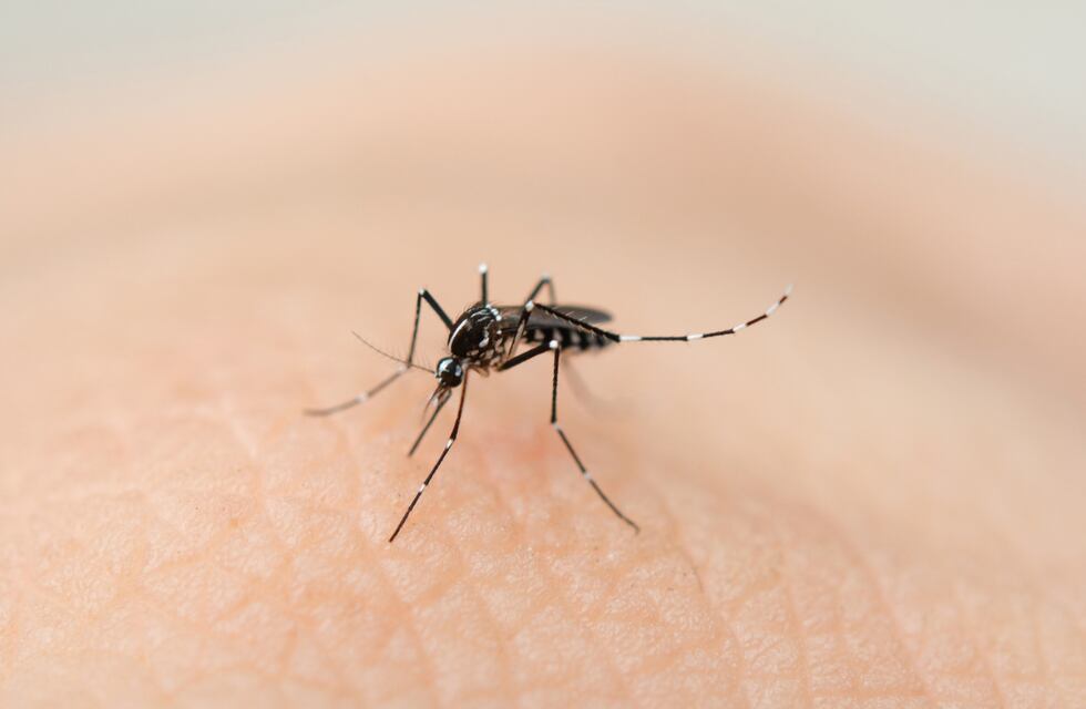 Dengue en Santa Fe: Salud confirmó la sexta muerte y reportó una baja en la curva de contagios