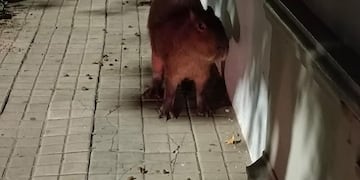 Al roedor lo encontraron a la noche en las calles del barrio Candioti.