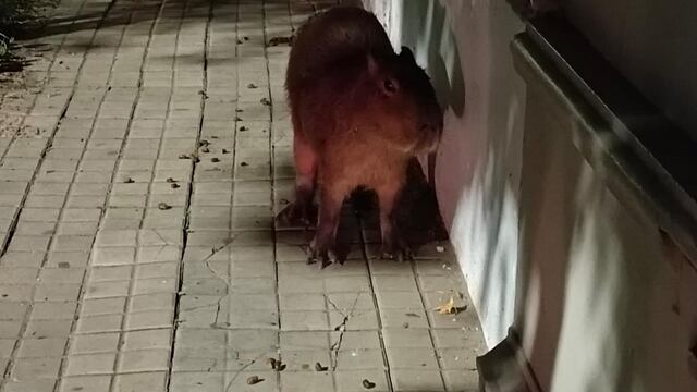 Al roedor lo encontraron a la noche en las calles del barrio Candioti.