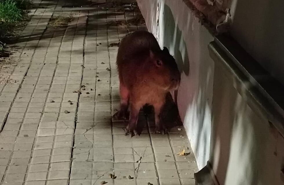 Rescataron en Santa Fe a un carpincho herido de bala suelto en Bulevar Gálvez