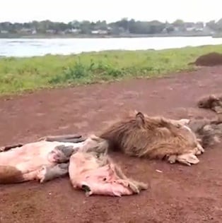 Hallan carpinchos faenados en una reserva natural de Posadas.