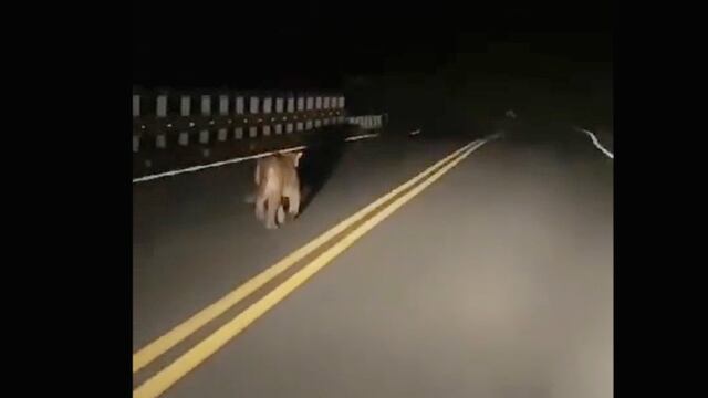 El puma fue captado por uno de los automovilistas que circulaba en la zona del Dique San Roque.