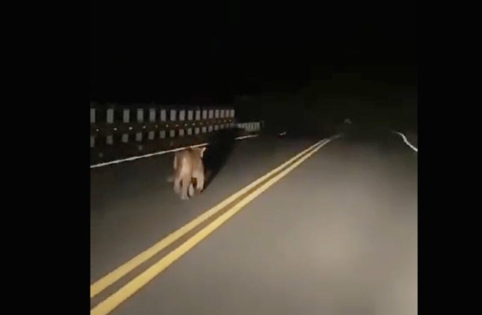 Registraron a un Puma caminando por Villa Carlos Paz