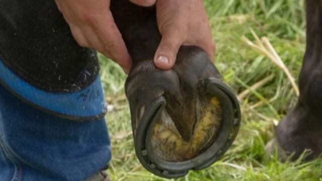 San Javier: policía herido tras un accidente en una carrera hípica. Imagen ilustrativa.
