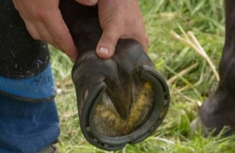 San Javier: policía herido tras un accidente en una carrera hípica