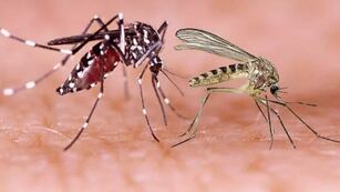 Qué es el virus oropouche: cómo prevenir y cuáles son los síntomas