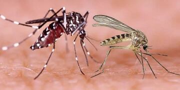 Qué es el virus oropouche: cómo prevenir y cuáles son los síntomas