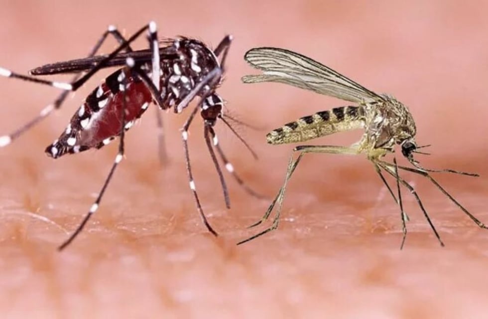 Qué es el virus Oropouche: cómo prevenir y cuáles son los síntomas