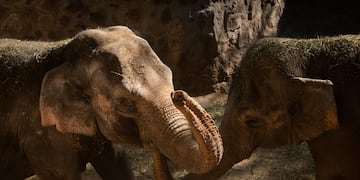 Las elefantas Pocha y Guillermina son las dos que ya están en el santuario brasileño, lugar que fue puesto en tela de juicio por el Habeas Corpus de la organización.