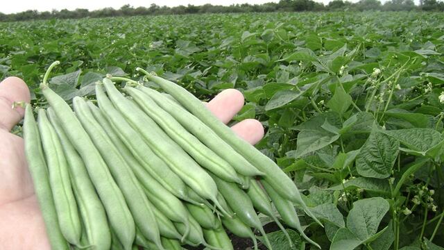 Existen 3 tipos de chauchas distintas