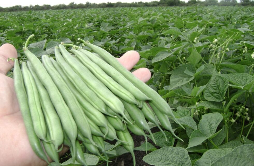 El cultivo de la chaucha