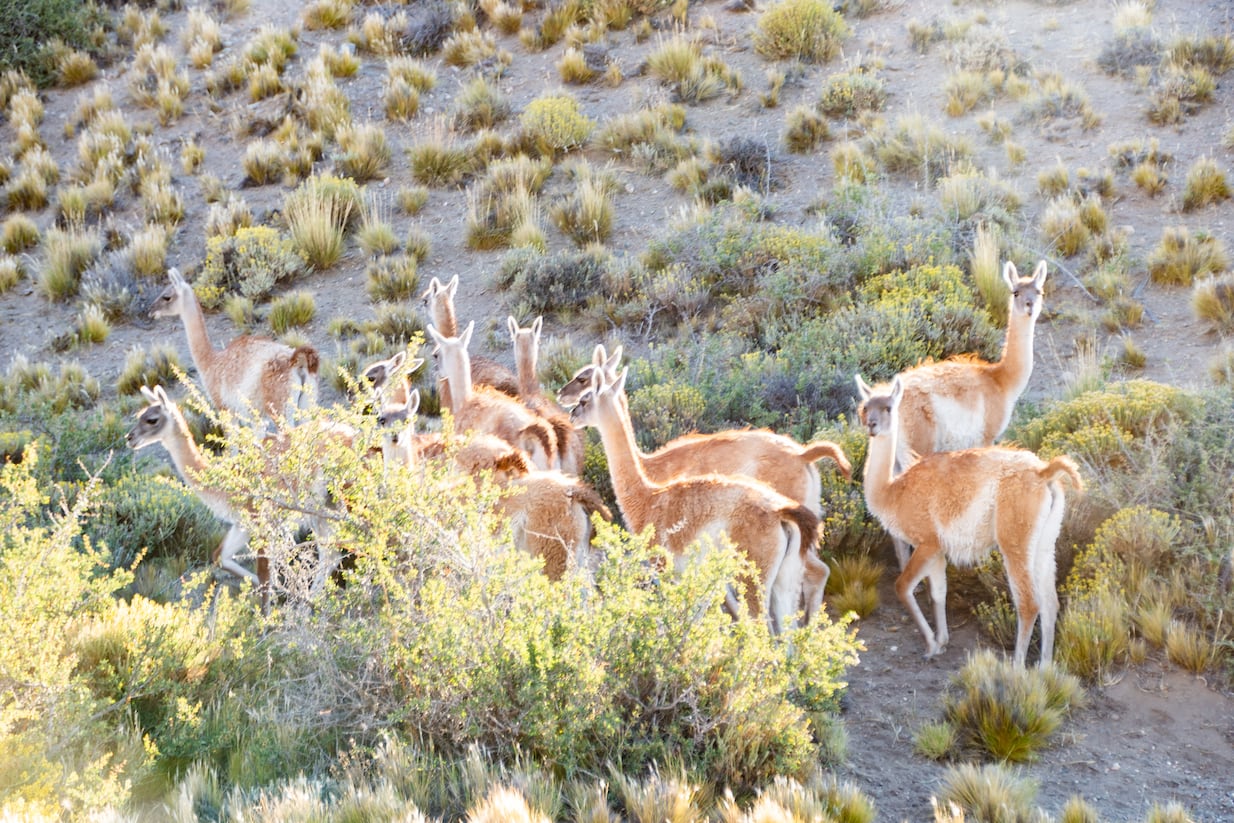 El operativo de arreo y traslado de guanacos fue realizado con precisión y respeto por el bienestar animal, según la Fundación Rewilding Argentina.