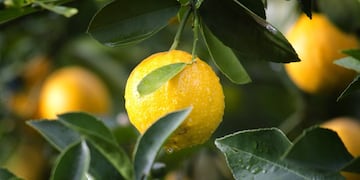 Cuál es el truco casero para hacer crecer un limonero en menos de un mes. (Pixabay)