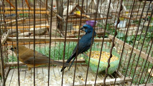 Más de 130 aves silvestres fueron rescatadas en Mendoza: las traían escondidas en jaulas y cajas (imagen ilustrativa)