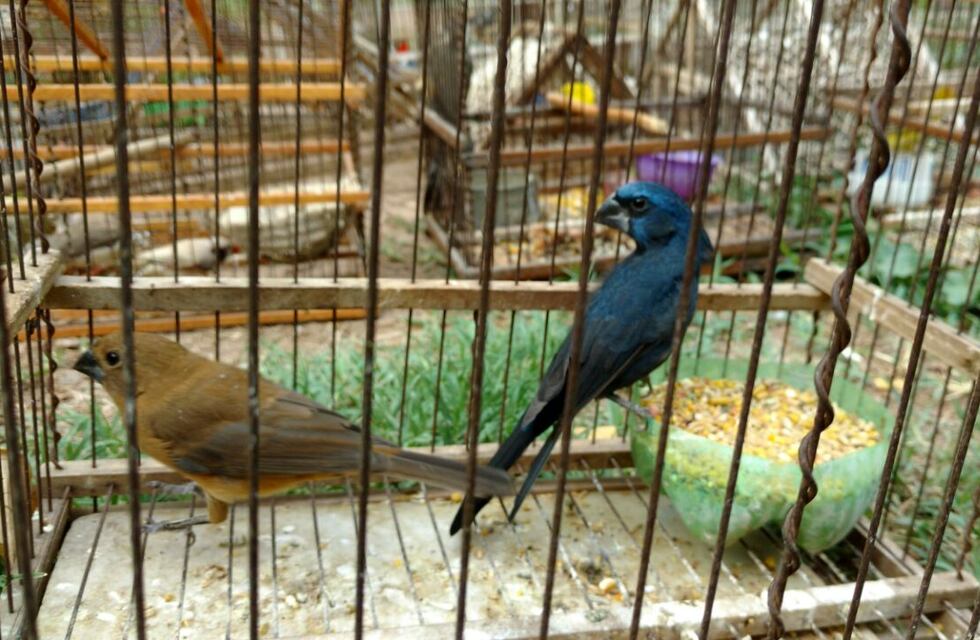Más de 130 aves silvestres fueron rescatadas en Mendoza: las traían escondidas en jaulas y cajas