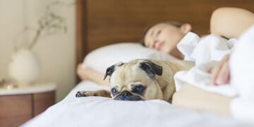 Muchos aseguran que dormir con la mascota es relajante y no perjudica ni el sueño ni la salud. (Pexels)