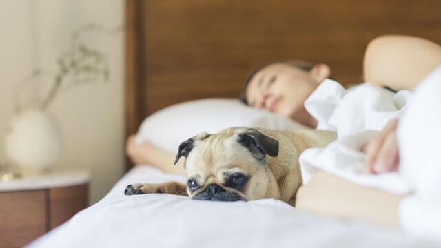 Muchos aseguran que dormir con la mascota es relajante y no perjudica ni el sueño ni la salud. (Pexels)