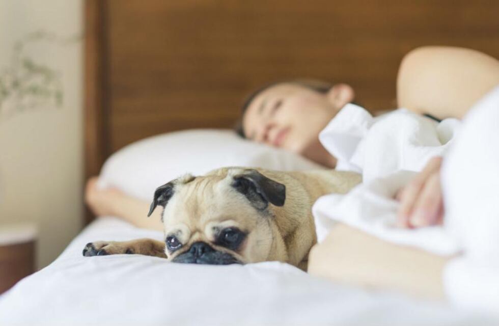 Día Mundial del Sueño: dormir con las mascotas, ¿sí o no?