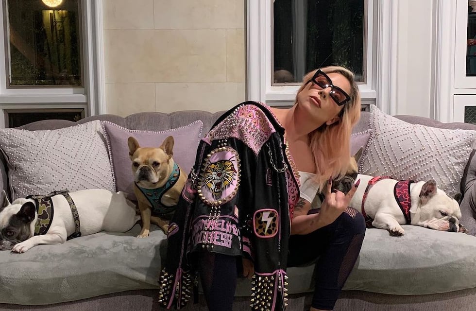 Robaron los perros de Lady Gaga y ofrecen una de recompensa 10 millones de pesos