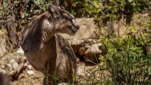 El ejemplar hembra de puma sufrió una amputación por una trampa y deberá vivir el resto de su vida al cuidado de los humanos (La Voz).