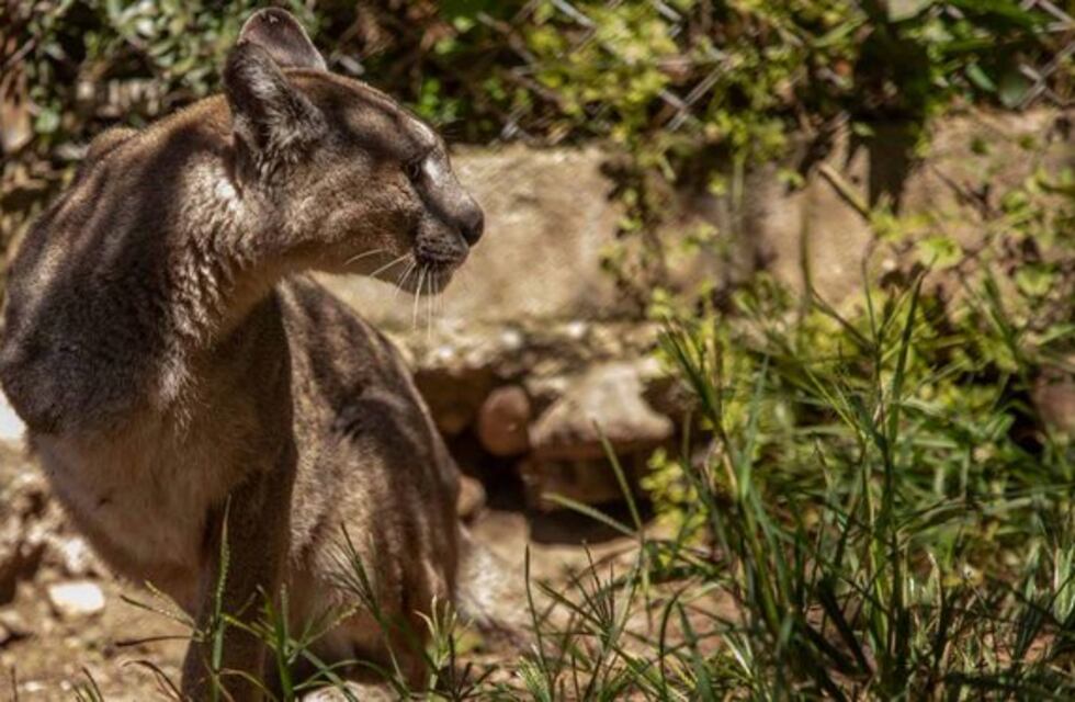 Córdoba: la historia de un puma al que un hombre tendrá que pagar mensualidad