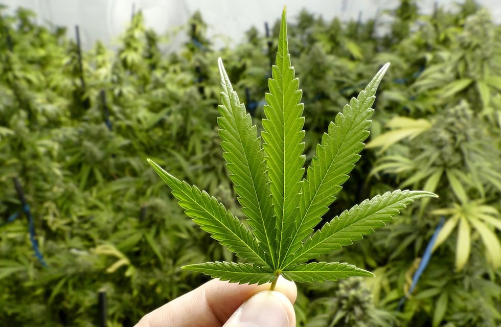 PASO Córdoba 2021: una precandidata propone legalizar el uso integral del cannabis