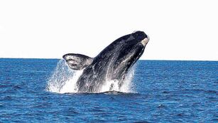 Una joven filmó desde el semáforo a una ballena que saltaba sobre el mar y a pocos metros de la costa.