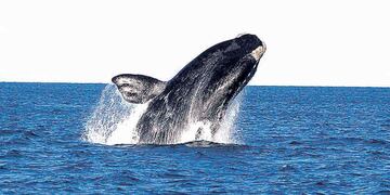 Una joven filmó desde el semáforo a una ballena que saltaba sobre el mar y a pocos metros de la costa.