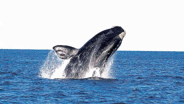Ballena franca en Puerto Madryn.