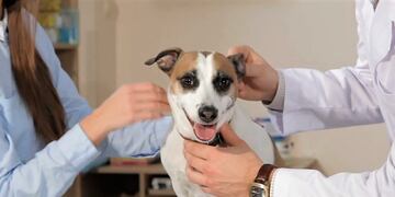 Eldorado: disponen guardias veterinarias durante las fiestas de Navidad.