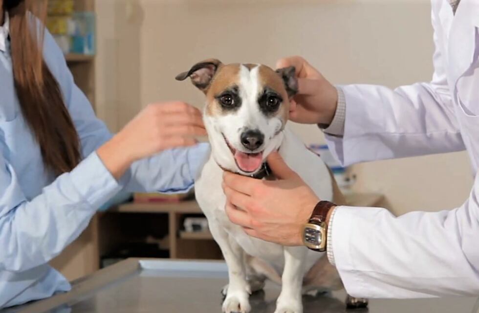 Eldorado: disponen guardias veterinarias durante las fiestas de Navidad