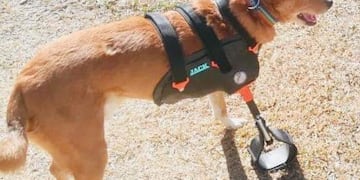 Rambo, el perro valiente