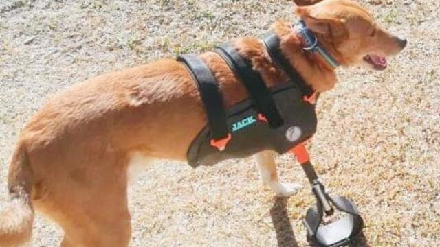 Rambo, el perro valiente