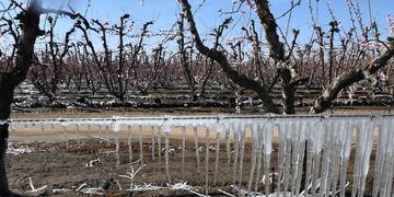Las heladas tardías ocurridas en septiembre, octubre y noviembre arrasaron con la producción mendocina. Archivo.