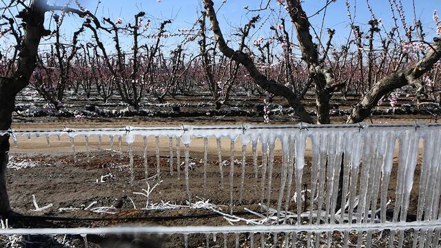 Las heladas tardías ocurridas en septiembre, octubre y noviembre arrasaron con la producción mendocina. Archivo.