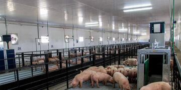 La producción y exportación porcina sigue mostrando crecimiento en la provincia de Buenos Aires