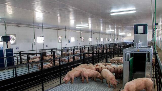 La producción y exportación porcina sigue mostrando crecimiento en la provincia de Buenos Aires