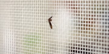 Las cortinas mosquiteras magnéticas son la tendencia estrella para evitar insectos sin perder ventilación durante el verano.