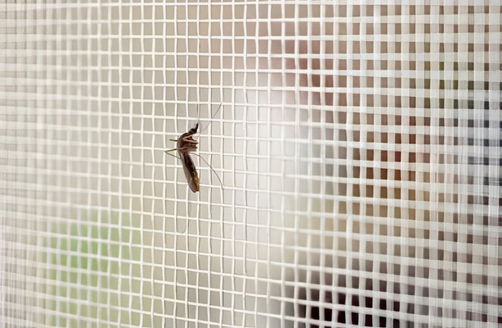 Así se pueden reemplazar fácil a los mosquiteros: el nuevo método que es tendencia este verano