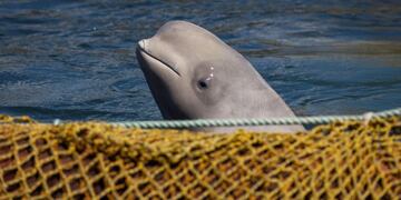 El animal había llegado al río Sena, de donde fue resctada.