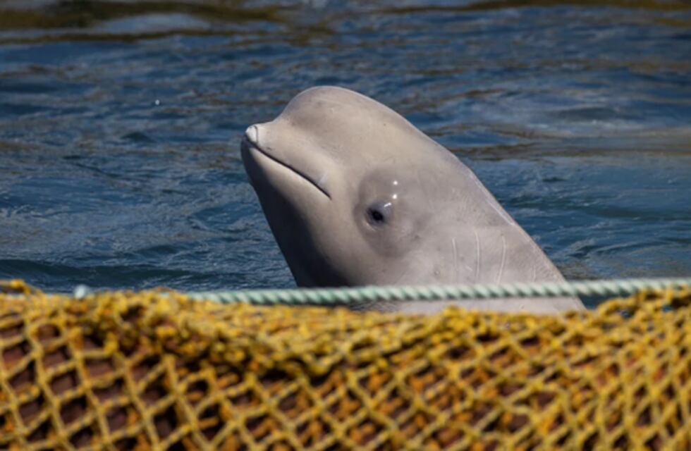 Pese a los esfuerzos de los especialistas, murió la ballena blanca rescatada en París