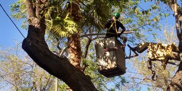 La Municipalidad de la Ciudad de Mendoza continuará con los trabajos de mantenimiento de arbolado y espacios públicos. Gentileza MCM