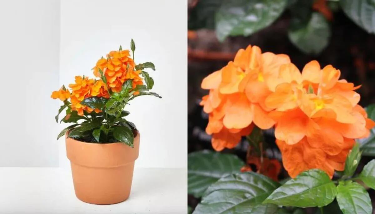 Esta planta se adapta a interiores y exteriores, brindando color y vida en cualquier ambiente del hogar.