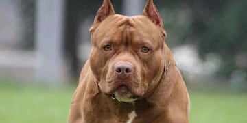 Una nena de 10 años fue asesinada por un pitbull en Corrientes.