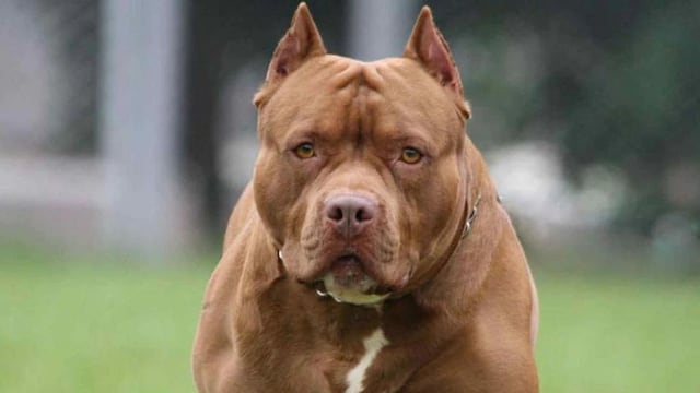 Un niño de 3 años sufrió el ataque en su rostro de un perro pitbull