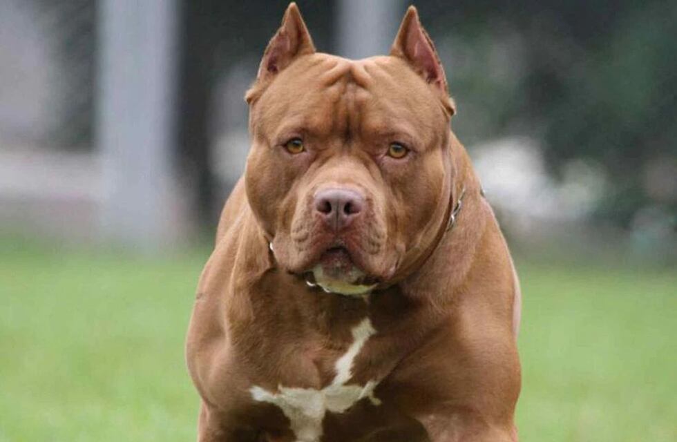 Córdoba: fue atacada por tres pitbulls y debió saltar la tapia de su casa para salvarse