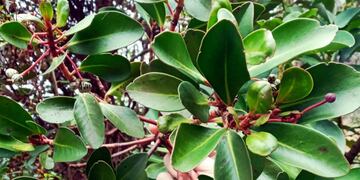 El Ñire y la Pimienta de Canelo se suman al Código Alimentario Argentino, impulsando la producción local.