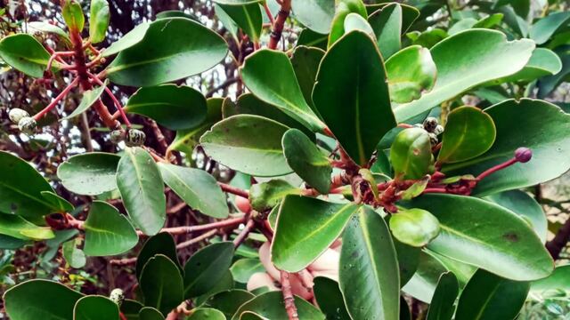 El Ñire y la Pimienta de Canelo se suman al Código Alimentario Argentino, impulsando la producción local.