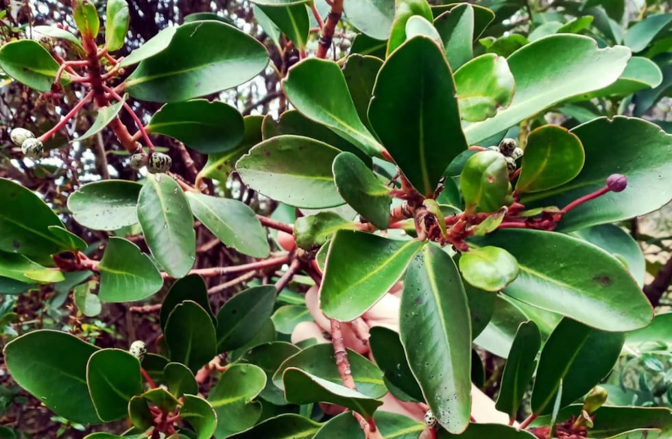 Tierra del Fuego: Incorporan dos especies nativas al Código Alimentario Argentino