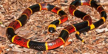 La venenosa serpiente estaba en un establecimiento educativo de barrio Juniors. (Foto ilustrativa)